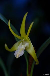 Dendrobium amplum