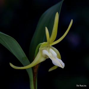 Dendrobium amplum