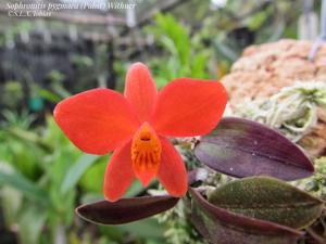 Cattleya pygmaea