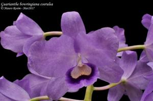 Guarianthe bowringiana