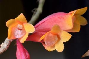 Dendrobium lawesii