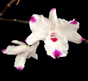 Dendrobium annae