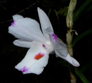 Dendrobium annae