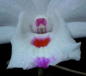 Dendrobium annae