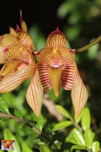 Bulbophyllum bicolor