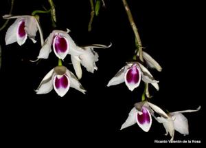 Dendrobium anosmum