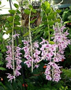 Dendrobium anosmum