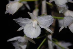 Dendrobium aphyllum