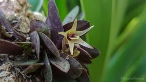Octomeria estrellensis
