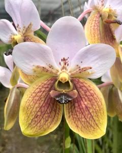 Vanda sanderiana