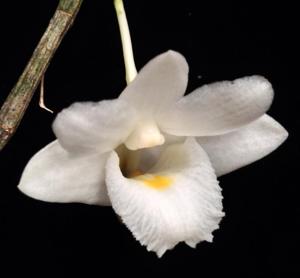 Dendrobium arcuatum