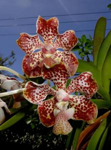 Vanda lombokensis