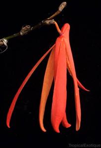 Dendrobium aurantiiflammeum