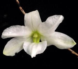 Dendrobium auriculatum