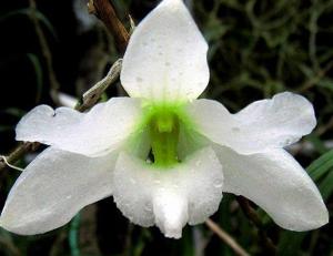 Dendrobium auriculatum