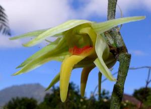 Dendrobium ayubii