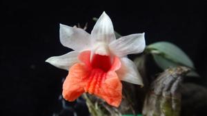 Dendrobium bellatulum