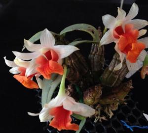 Dendrobium bellatulum