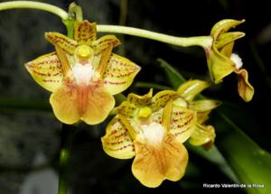 Dendrobium bifalce