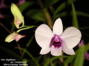 Dendrobium bigibbum var. compactum