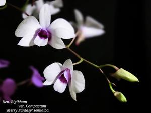 Dendrobium bigibbum var. compactum