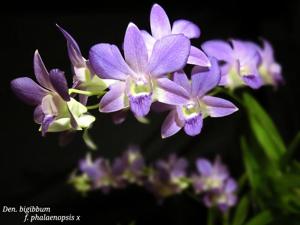 Dendrobium bigibbum var. superbum