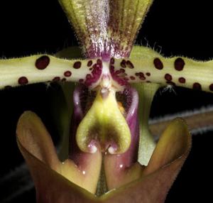 Paphiopedilum lowii