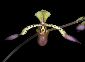 Paphiopedilum lowii