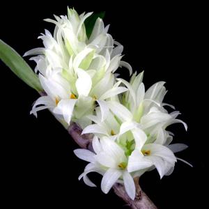 Dendrobium bracteosum