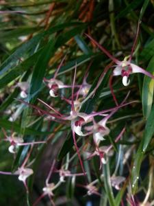 Dendrobium brevicolle