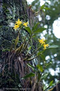 Dendrobium brymerianum