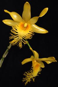 Dendrobium brymerianum