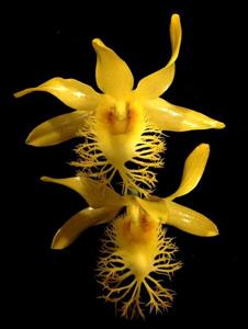 Dendrobium brymerianum