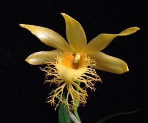 Dendrobium brymerianum