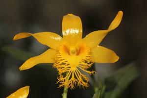 Dendrobium brymerianum