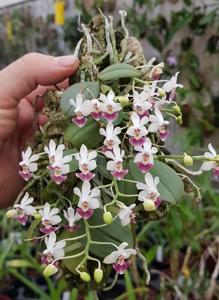 Phalaenopsis parishii