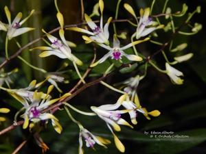 Dendrobium canaliculatum