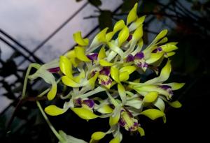 Dendrobium canaliculatum