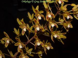 Cymbidium canaliculatum