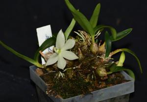 Dendrobium prasinum