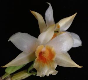 Dendrobium cariniferum