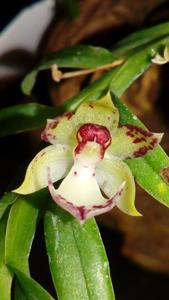Dichaea panamensis