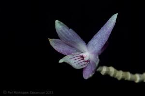 Dendrobium ceraula