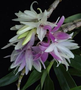 Dendrobium ceraula