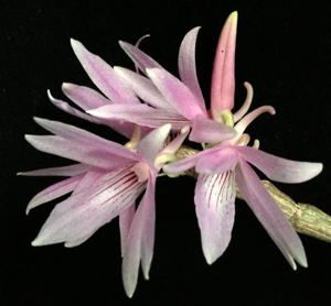 Dendrobium ceraula