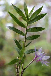 Dendrobium ceraula