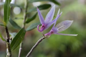 Dendrobium ceraula