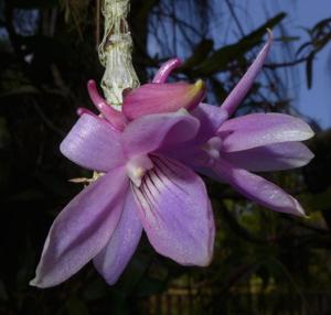 Dendrobium ceraula