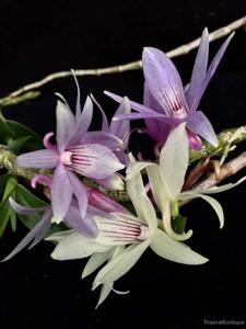 Dendrobium ceraula