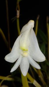 Dendrobium pachyphyllum